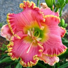 Лилейник Divas Choice (Дивас Чойс)