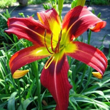 Лилейник Heavenly Mr Twister (Хэвенли Мистер Твистер)