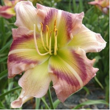 Лилейник Heavenly Pink Butterfly (Хевэнли Пинк Баттерфляй)