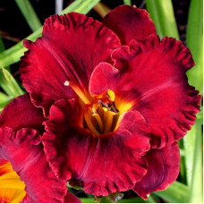 Лилейник Lil'Red Wagon (Лиль Рэд Вагон)