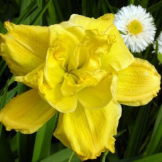 Лилейник Longfields Maxim (Лонгфилдс Максим)