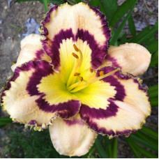 Лилейник Spacecoast Sea Shells (Спейскоуст Си Шалс)