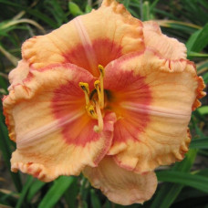 Лилейник Spacecoast Sweet Eye (Спейскоуст Свит Ай)