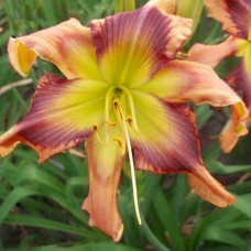 Лилейник Storm Damage (Сторм Дэмидж)