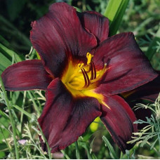 Лилейник Sweet Hot Chocolate (Свит Хот Чоколэт)