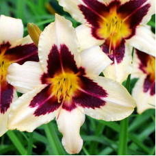 Лилейник Wild Horses (Уайлд Хорсес)