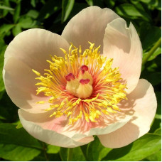 Пион Apricot Queen (Эприкот Куин)