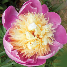 Пион Butterbowl (Баттер Боул)