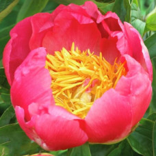 Пион Coral'n Gold (Корал Голд)