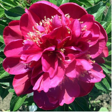 Пион Cuckoos Nest (Кукус Нест)