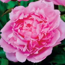 Пион Dinner Plate (Диннер Плейт)