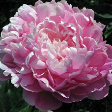 Пион Lady Kate (Леди Кейт)