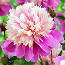 Пион Lady Liberty (Леди Либерти)