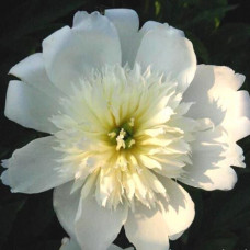 Пион Lemon Queen (Лемон Куин)