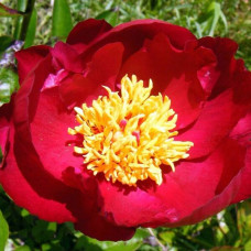 Пион Lord Kitchener (Лорд Китченер)