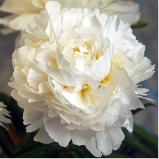 Пион Madame Claude Tain (Мадам Клод Тэн)