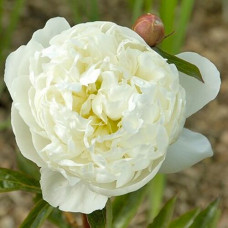 Пион Marie Lemoine (Мари Лемуан)