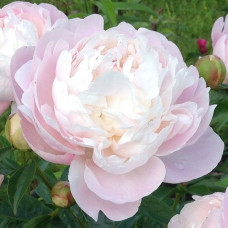 Пион Mary E. Nicholls (Мэри Е. Никольс)