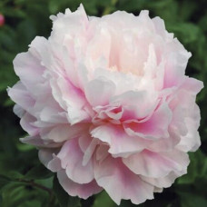 Пион Morning Kiss (Монинг Кисс)