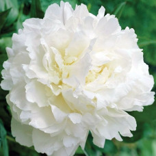 Пион Mothers Choice (Мазерс Чойс)