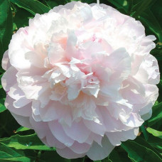 Пион My Love (Май Лав)