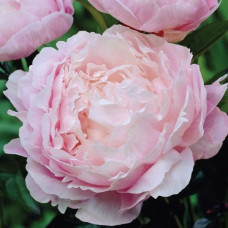 Пион Nancy Nora (Нэнси Нора)