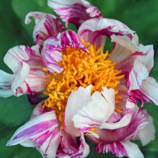 Пион Peppermint Patti (Пепперминт Пэтти)