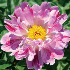 Пион Pink Luau (Пинк Луау)