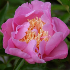 Пион Showgirl (Шоугерл)