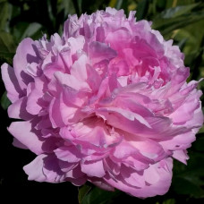 Пион Susie Q (Сьюзи Ку)