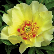 Пион Viking Full Moon (Вайкинг Фул Мун)