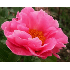 Пион Salmon Chiffon (Салмон Шифон)