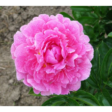 Пион The Fawn (Зе Фоун)