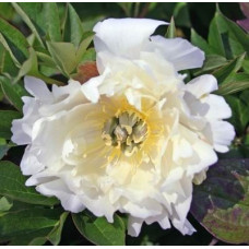 Пион White Emperor (Увайт Имперор)