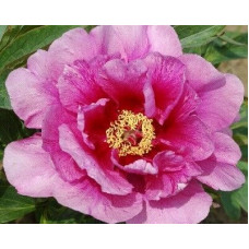 Пион Sonoma Amethyst (Сонома Аметист)