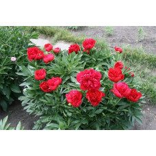 Пион Diana Parks (Диана Паркс)