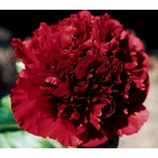 Пион Commando (Командо)