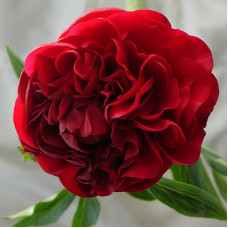 Пион Сarol (Кэрол)