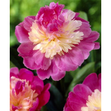 Пион Gay Paree (Гай Пэри)