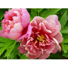 Пион Pink Double Dandy (Пинк Даубл Денди)