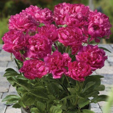 Пион Rome (Рим)