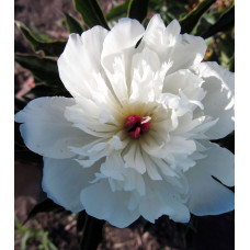 Пион White (Белый)