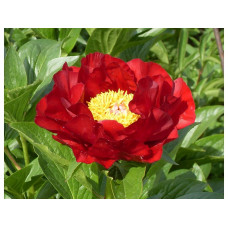 Пион Mackinac Grand (Макинак Гранд)