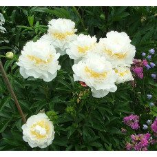 Пион Cheddar Surprise (Чеддер Сюрпрайз)