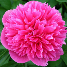 Пион Rosea Plena (Розеа Плена)
