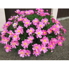 Пион Nymphe (Нимфа)