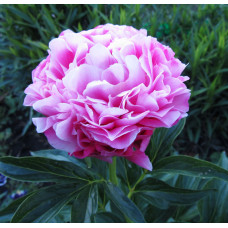 Пион Joker (Джокер)