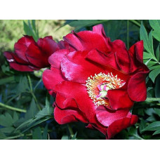 Пион Scarlet Heaven (Скарлет Хевен)