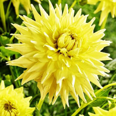 Георгина макси Trooper Dan (Троопер Дэн)