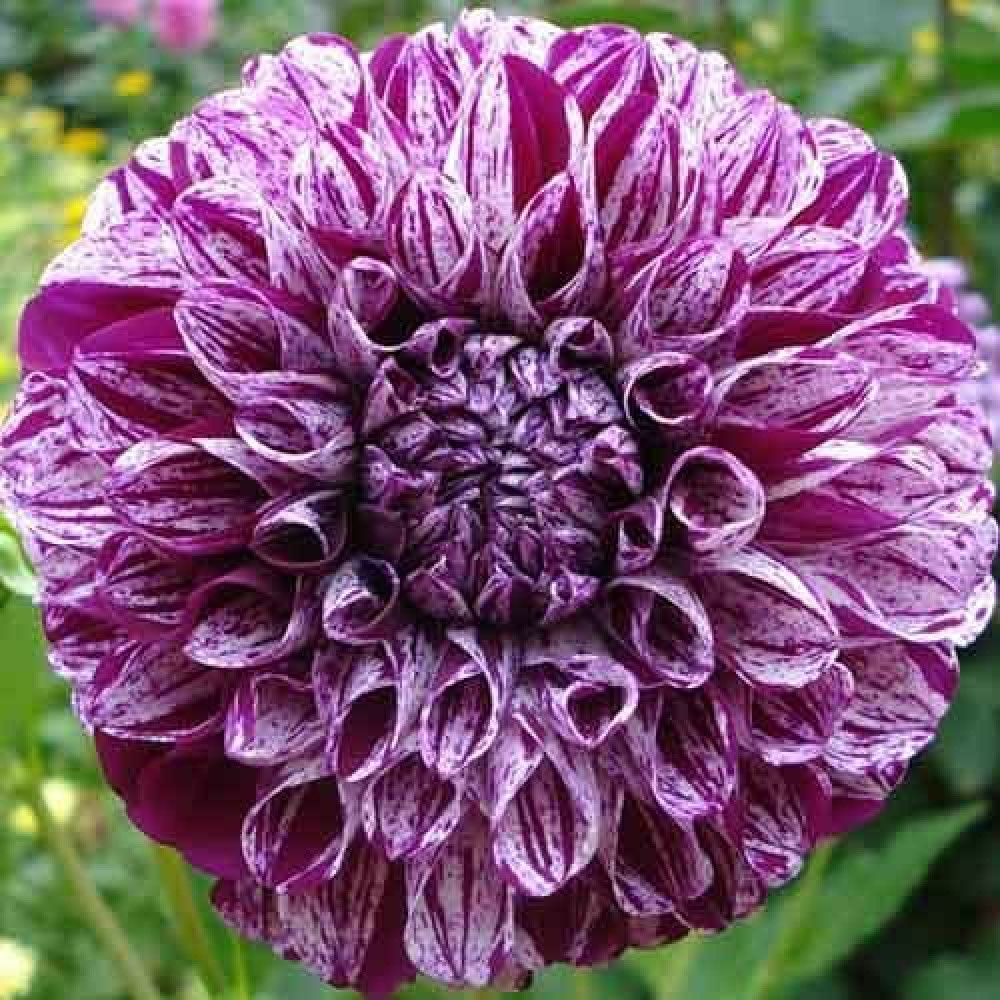 Георгина помпонная Marble Ball (Марбл Болл) купить саженцы почтой из ...